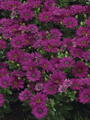 OSTEOSPERMUM Tradewinds Deep Purple